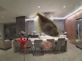 voyeurcam-casa-salsa-fishtank