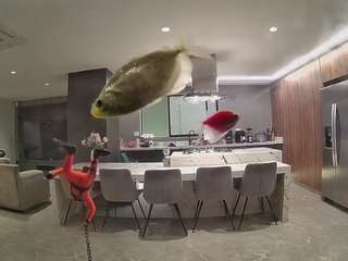 voyeurcam-casa-salsa-fishtank