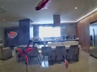 voyeurcam-casa-salsa-fishtank