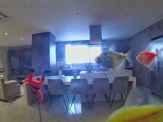 voyeurcam-casa-salsa-fishtank