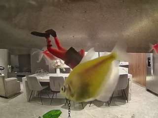 voyeurcam-casa-salsa-fishtank