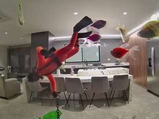 voyeurcam-casa-salsa-fishtank