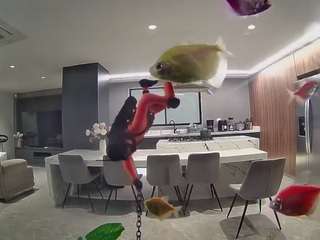 voyeurcam-casa-salsa-fishtank
