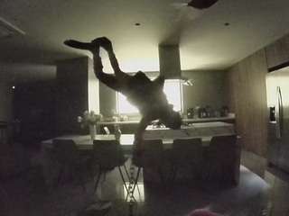 voyeurcam-casa-salsa-fishtank