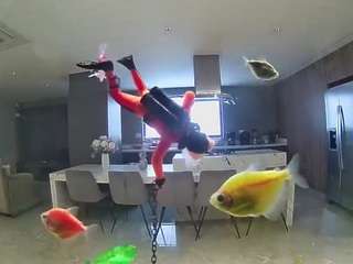voyeurcam-casa-salsa-fishtank