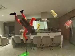 voyeurcam-casa-salsa-fishtank