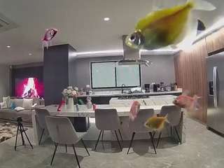  voyeurcam-casa-salsa-fishtank chat room