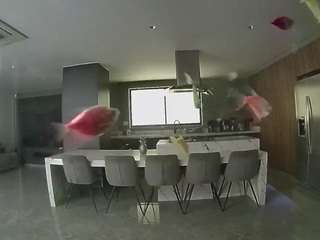 voyeurcam-casa-salsa-fishtank