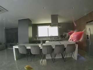 voyeurcam-casa-salsa-fishtank
