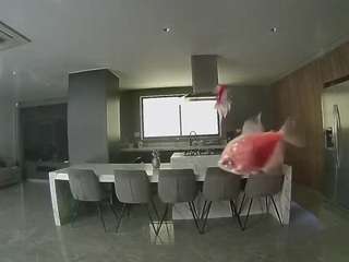 voyeurcam-casa-salsa-fishtank