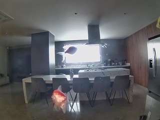 voyeurcam-casa-salsa-fishtank