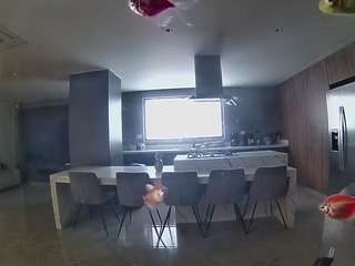 voyeurcam-casa-salsa-fishtank