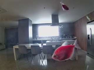 voyeurcam-casa-salsa-fishtank