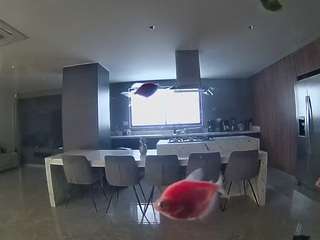 voyeurcam-casa-salsa-fishtank