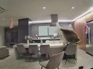 voyeurcam-casa-salsa-fishtank