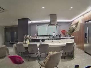 voyeurcam-casa-salsa-fishtank