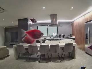 voyeurcam-casa-salsa-fishtank