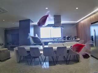 voyeurcam-casa-salsa-fishtank