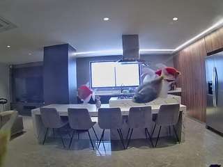 voyeurcam-casa-salsa-fishtank