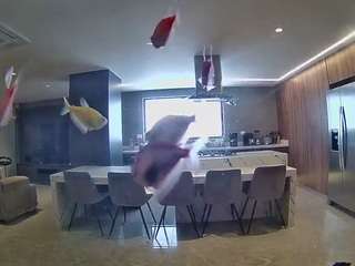 voyeurcam-casa-salsa-fishtank