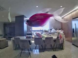 voyeurcam-casa-salsa-fishtank