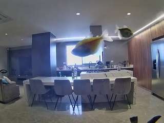 voyeurcam-casa-salsa-fishtank