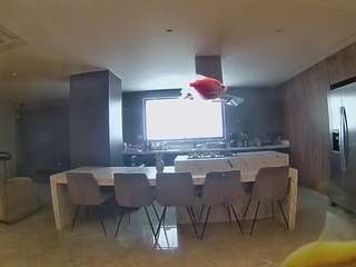 voyeurcam-casa-salsa-fishtank
