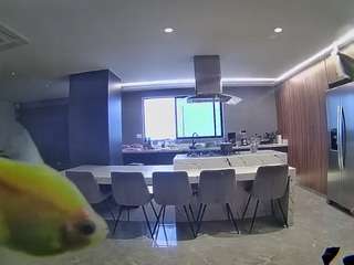 voyeurcam-casa-salsa-fishtank