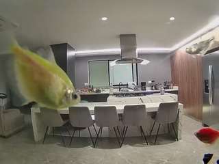 voyeurcam-casa-salsa-fishtank