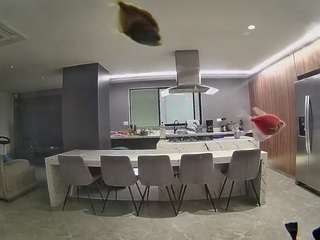 voyeurcam-casa-salsa-fishtank