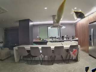 voyeurcam-casa-salsa-fishtank