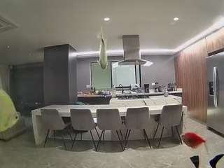 voyeurcam-casa-salsa-fishtank