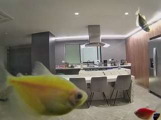 voyeurcam-casa-salsa-fishtank