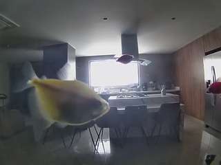 voyeurcam-casa-salsa-fishtank