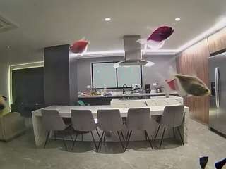 voyeurcam-casa-salsa-fishtank