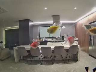 voyeurcam-casa-salsa-fishtank