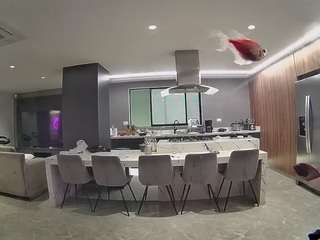 voyeurcam-casa-salsa-fishtank