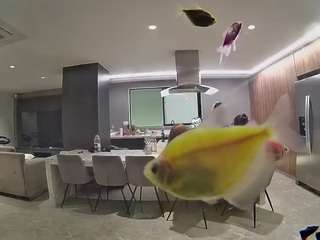 voyeurcam-casa-salsa-fishtank