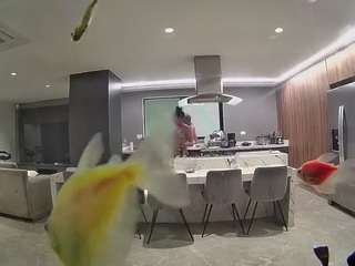 voyeurcam-casa-salsa-fishtank