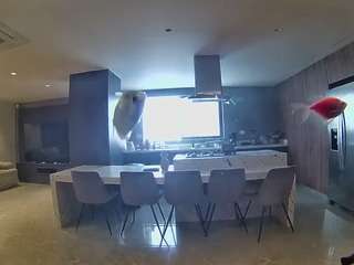 voyeurcam-casa-salsa-fishtank