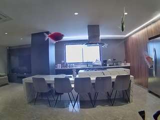 voyeurcam-casa-salsa-fishtank