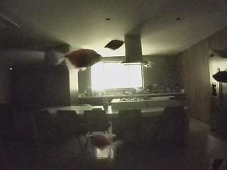 voyeurcam-casa-salsa-fishtank