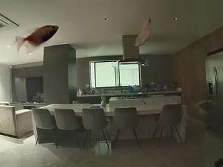 voyeurcam-casa-salsa-fishtank