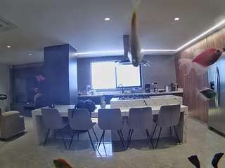 voyeurcam-casa-salsa-fishtank