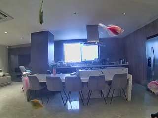 voyeurcam-casa-salsa-fishtank