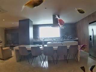 voyeurcam-casa-salsa-fishtank