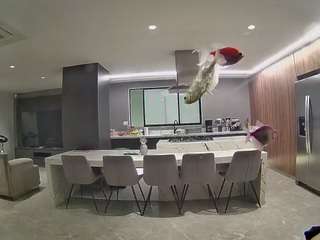voyeurcam-casa-salsa-fishtank