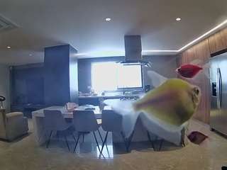 voyeurcam-casa-salsa-fishtank