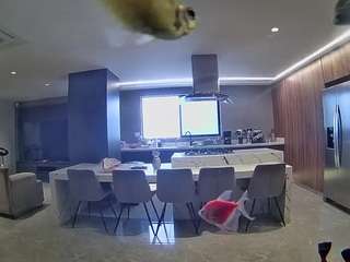 voyeurcam-casa-salsa-fishtank