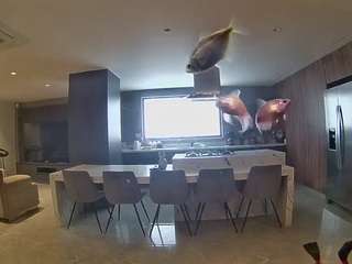 voyeurcam-casa-salsa-fishtank